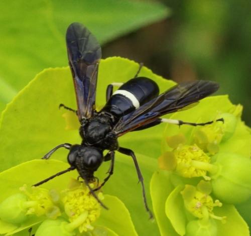 Réf. 188 727 : Cephaledo bifasciata bifasciata